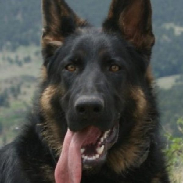 German Shepherd Puppies For Sale Nebraska